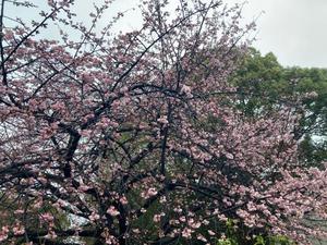 山岡鈴蘭の写メ日記｜ローテンブルク 吉原高級店ソープ