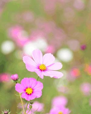 八木香苗の写メ日記|ローテンブルク 吉原高級店ソープ