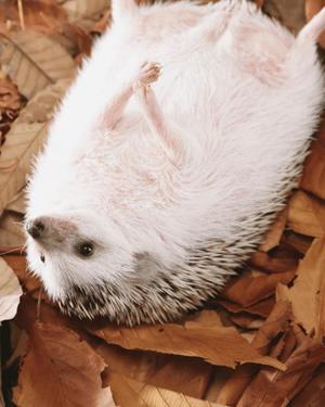 八木香苗の写メ日記|ローテンブルク 吉原高級店ソープ