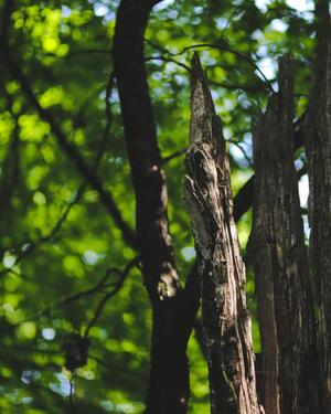 八木香苗の写メ日記｜ローテンブルク 吉原高級店ソープ