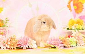 雪平奈々の写メ日記｜ローテンブルク 吉原高級店ソープ