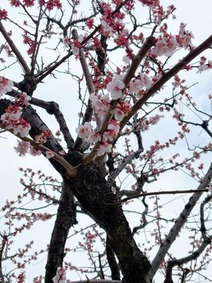 雪平奈々の写メ日記｜ローテンブルク 吉原高級店ソープ
