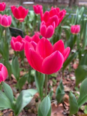 雪平奈々の写メ日記｜ローテンブルク 吉原高級店ソープ