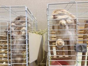 雪平奈々の写メ日記｜ローテンブルク 吉原高級店ソープ