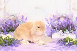 雪平奈々の写メ日記｜ローテンブルク 吉原高級店ソープ