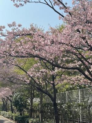 長澤舞美の写メ日記｜ローテンブルク 吉原高級店ソープ