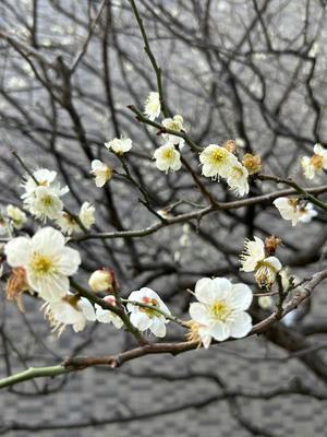 長澤舞美の写メ日記｜ローテンブルク 吉原高級店ソープ