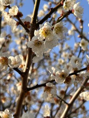 長澤舞美の写メ日記｜ローテンブルク 吉原高級店ソープ