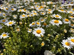 長澤舞美の写メ日記｜ローテンブルク 吉原高級店ソープ