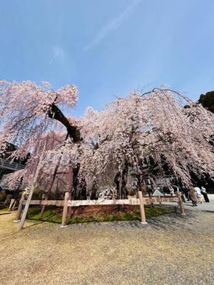 長澤舞美の写メ日記｜ローテンブルク 吉原高級店ソープ