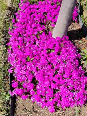 長澤舞美の写メ日記｜ローテンブルク 吉原高級店ソープ