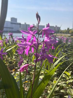 長澤舞美の写メ日記｜ローテンブルク 吉原高級店ソープ