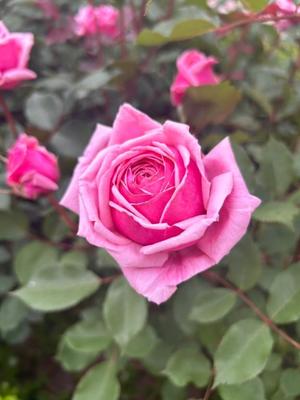 長澤舞美の写メ日記｜ローテンブルク 吉原高級店ソープ