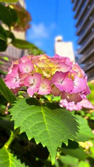 長澤舞美の写メ日記｜ローテンブルク 吉原高級店ソープ