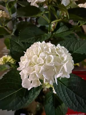 長澤舞美の写メ日記｜ローテンブルク 吉原高級店ソープ