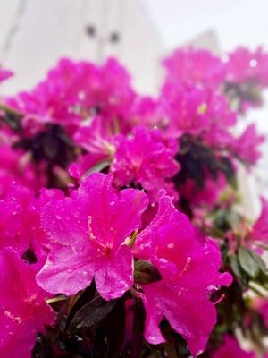 長澤舞美の写メ日記｜ローテンブルク 吉原高級店ソープ