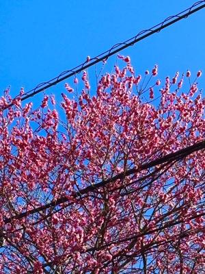 松島汐音の写メ日記｜ローテンブルク 吉原高級店ソープ