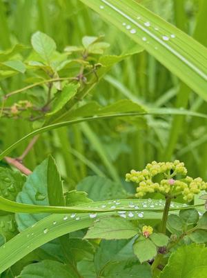 芽吹エマの写メ日記｜ローテンブルク 吉原高級店ソープ