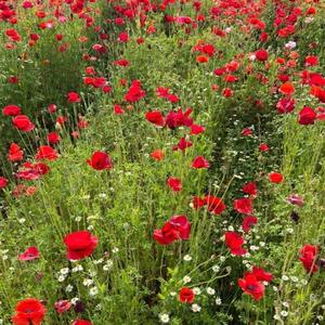 菜々穂の写メ日記｜ローテンブルク 吉原高級店ソープ