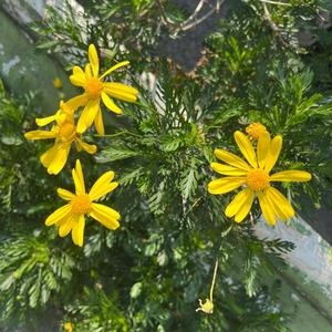 菜々穂の写メ日記｜ローテンブルク 吉原高級店ソープ