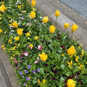 菜々穂の写メ日記｜ローテンブルク 吉原高級店ソープ