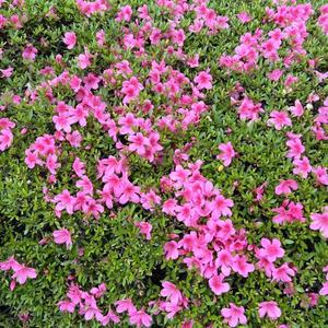 菜々穂の写メ日記｜ローテンブルク 吉原高級店ソープ