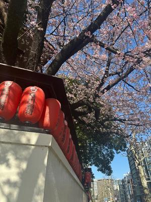 氷川 愛の写メ日記｜ローテンブルク 吉原高級店ソープ