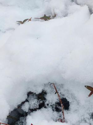 瑞木瑠華の写メ日記｜ローテンブルク 吉原高級店ソープ