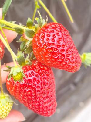 瑞木瑠華の写メ日記｜ローテンブルク 吉原高級店ソープ