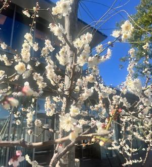 伊原知花の写メ日記｜ローテンブルク 吉原高級店ソープ