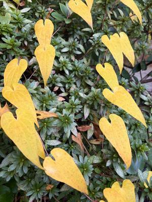 伊原知花の写メ日記｜ローテンブルク 吉原高級店ソープ