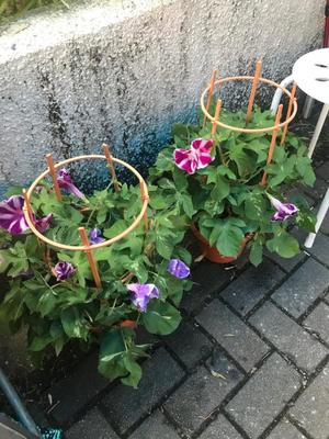 小栗彩矢の写メ日記｜ローテンブルク 吉原高級店ソープ