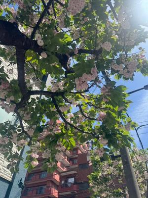 小栗彩矢の写メ日記｜ローテンブルク 吉原高級店ソープ