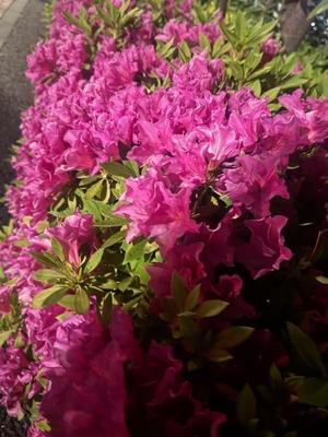 小栗彩矢の写メ日記｜ローテンブルク 吉原高級店ソープ