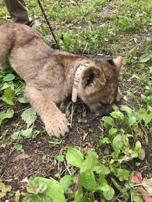 小栗彩矢の写メ日記｜ローテンブルク 吉原高級店ソープ