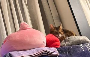 石川あさ美の写メ日記｜ローテンブルク 吉原高級店ソープ