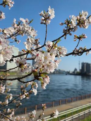 石川あさ美の写メ日記｜ローテンブルク 吉原高級店ソープ