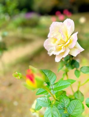 夏野朝妃の写メ日記｜ローテンブルク 吉原高級店ソープ