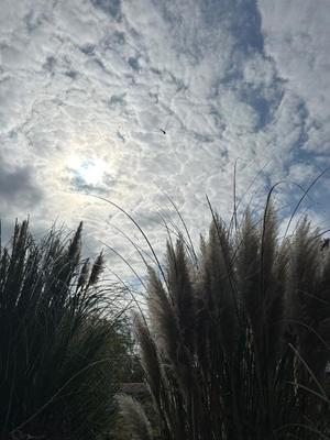 夏野朝妃の写メ日記｜ローテンブルク 吉原高級店ソープ