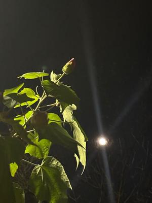 夏野朝妃の写メ日記｜ローテンブルク 吉原高級店ソープ