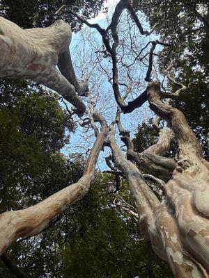 夏野朝妃の写メ日記｜ローテンブルク 吉原高級店ソープ