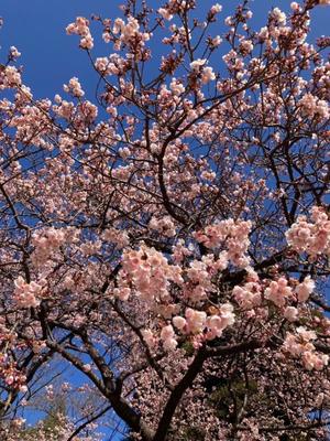 夏野朝妃の写メ日記｜ローテンブルク 吉原高級店ソープ