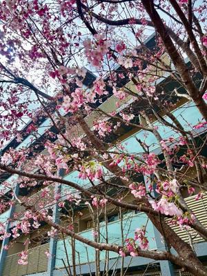 古手川あみるの写メ日記｜ローテンブルク 吉原高級店ソープ