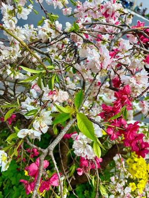 古手川あみるの写メ日記｜ローテンブルク 吉原高級店ソープ