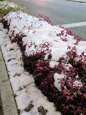 石野里実の写メ日記｜ローテンブルク 吉原高級店ソープ