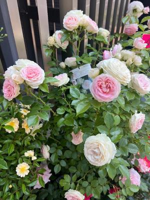 若尾留里の写メ日記｜ローテンブルク 吉原高級店ソープ