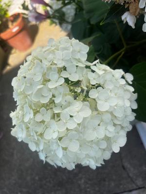 若尾留里の写メ日記｜ローテンブルク 吉原高級店ソープ