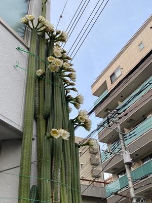 彩木菜帆の写メ日記｜ローテンブルク 吉原高級店ソープ