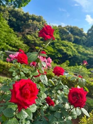 早乙女りえの写メ日記｜ローテンブルク 吉原高級店ソープ