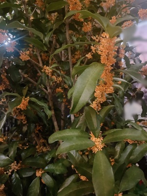 吉沢はるかの写メ日記｜ローテンブルク 吉原高級店ソープ